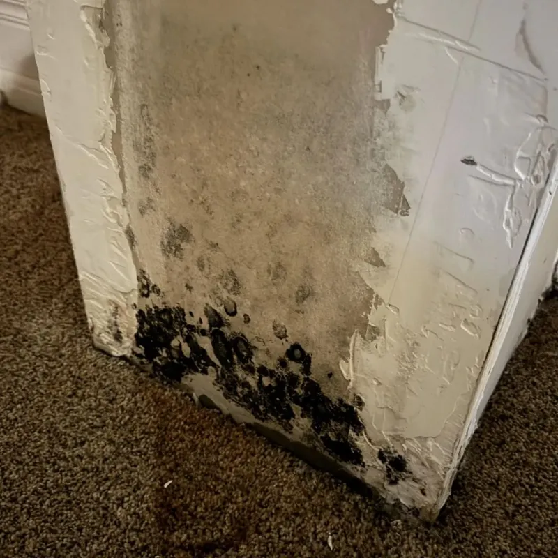 Professional Mold Removal in Louisburg, KS